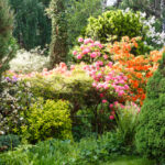 Całoroczne rośliny do ogrodu: gatunki, kompozycje i pielęgnacja