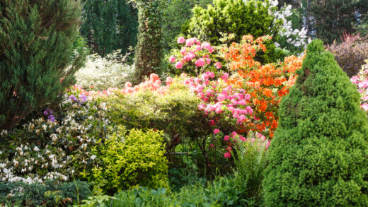 Całoroczne rośliny do ogrodu: gatunki, kompozycje i pielęgnacja